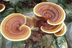 View - [INFOGRAPHIC] 3 loại nấm đắt đỏ tại Việt Nam | Báo Tri thức và Cuộc sống - TIN TỨC PHỔ BIẾN KIẾN THỨC 24H