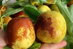 Hồng táo tươi đầu mùa 350.000 đồng/kg vẫn đắt khách