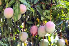 Xoài Úc rớt giá thê thảm, rụng la liệt khắp vườn