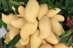 Nguồn gốc xoài vàng ươm, thơm nức "gây sốt" thị trường Việt 