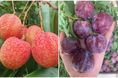 Vải u trứng, mận Pu Nhi đắt khách dịp Tết Đoan Ngọ