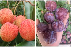 Vải u trứng, mận Pu Nhi đắt khách dịp Tết Đoan Ngọ