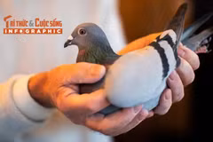 [INFOGRAPHIC] Chim bồ câu đua đắt nhất thế giới