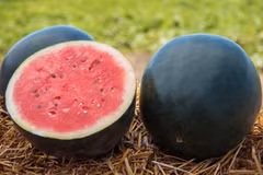 Tận thấy loại dưa hấu giá đắt đỏ 160 triệu đồng/quả 