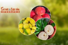 [INFOGRAPHIC] 3 loại quả Trung Quốc đắt đỏ hút khách Việt