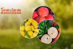 [INFOGRAPHIC] 3 loại quả Trung Quốc đắt đỏ hút khách Việt