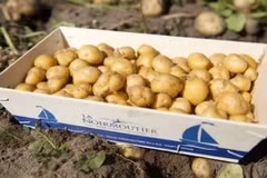 Loại củ đắt đỏ gần 30 triệu đồng/kg, chỉ một nơi có