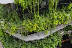 Chiêm ngưỡng tòa nhà 8 tầng như ốc đảo xanh giữa lòng Hà Nội