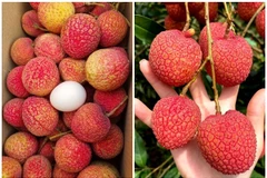 Chưa vào vụ chính, vải trứng Hưng Yên đã "cháy hàng"