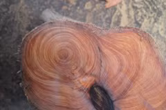 Tận thấy loại gỗ thơm nghìn năm, đắt bậc nhất thế giới