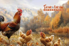 [INFOGRAPHIC] 5 loại gà tiến vua đắt đỏ ở Việt Nam