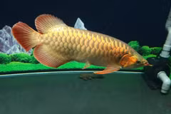 Sự thật chưa từng hé lộ về loài cá đắt hơn cả siêu xe 