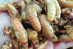 Đặc sản nhìn "chết khiếp" hơn nửa triệu đồng/kg 