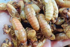 Đặc sản nhìn "chết khiếp" hơn nửa triệu đồng/kg 