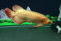 View - [INFOGRAPHIC] 5 loài cá cảnh đắt nhất thế giới 2025 | Báo Tri thức và Cuộc sống - TIN TỨC PHỔ BIẾN KIẾN THỨC 24H