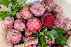 Sự thật mận hậu rớt giá chỉ 2.000-3.000 đồng/kg