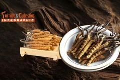 View - [INFOGRAPHIC] 3 loại nấm đắt đỏ tại Việt Nam | Báo Tri thức và Cuộc sống - TIN TỨC PHỔ BIẾN KIẾN THỨC 24H