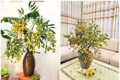 Quất hồng bì trĩu quả "gây sốt", chị em thi nhau đặt mua 