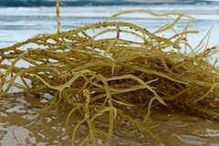 Rau dại từng cho không ai lấy, nay hơn 1 triệu đồng/kg