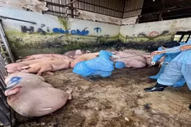 Đồng Nai: Phát hiện 89 con lợn nhiễm chất cấm Salbutamol tại lò mổ