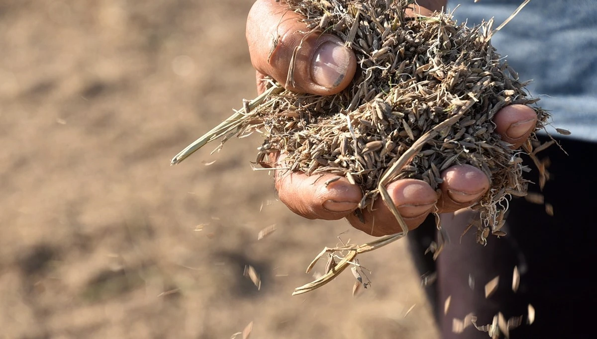 Bão đi qua, nông dân xót xa gặt thóc thối mọc mầm 
