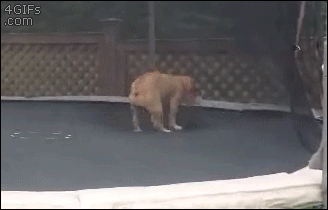 Cún tinh nghịch.