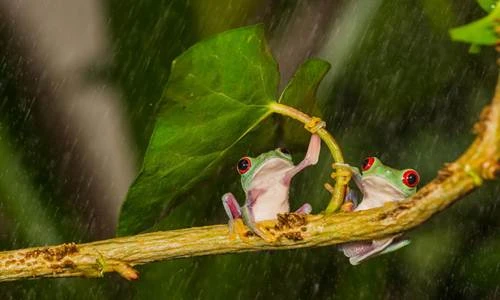 Ngộ nghĩnh bộ ảnh động vật trú mưa ô tự nhiên