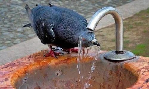Những cách chống nóng bá đạo của động vật (1)