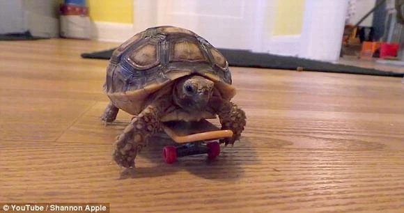 Rùa trượt ván có thể rượt đuổi cả mèo