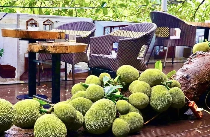 Độc lạ cây mít “xuyên thủng” quán, quả sai từ gốc đến ngọn