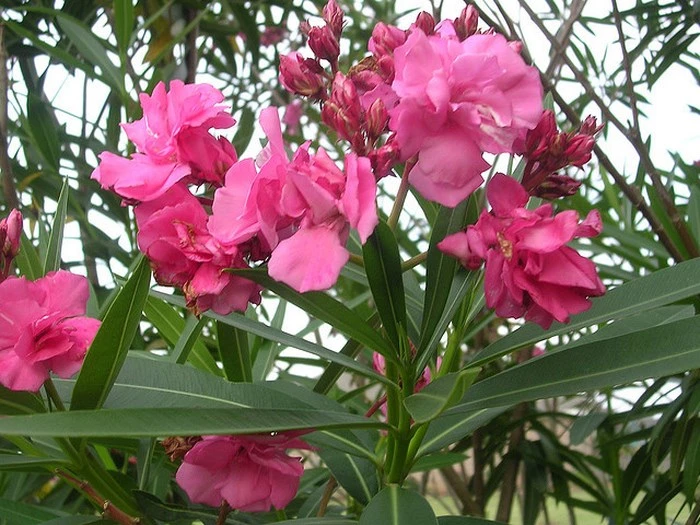 Không chỉ lá ngón, những cây này ở VN cũng kịch độc