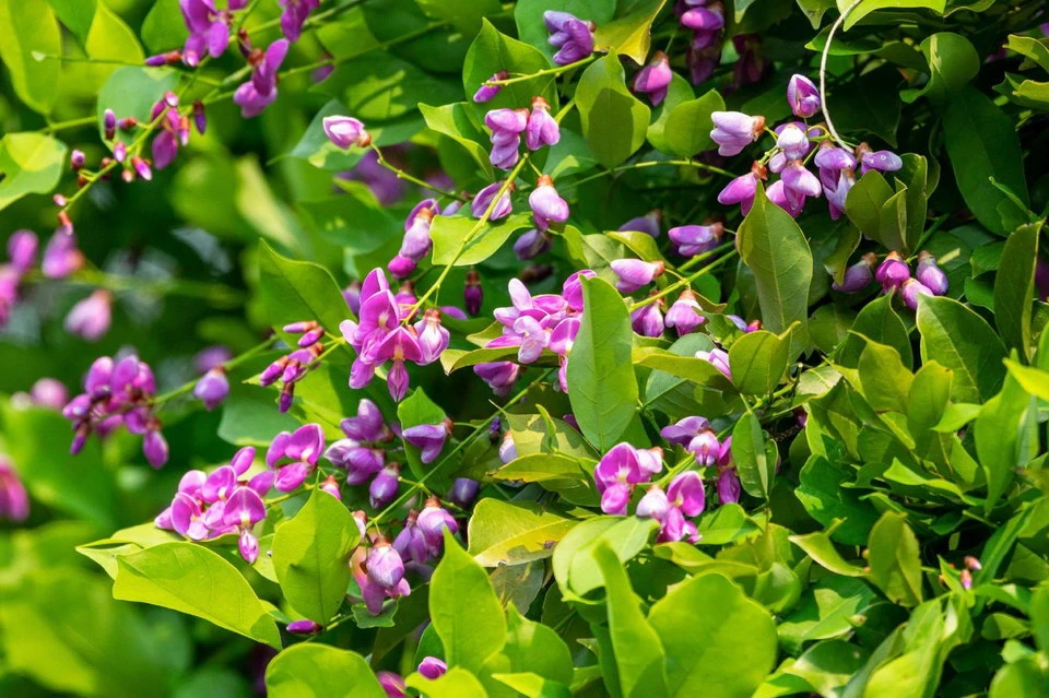 Mê đắm mùa hoa thàn mát tím trên bán đảo Sơn Trà