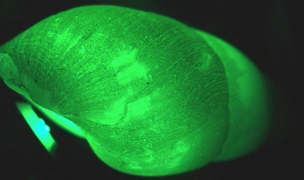 Kinh ngạc về khả năng dị biệt của các loài ốc sên