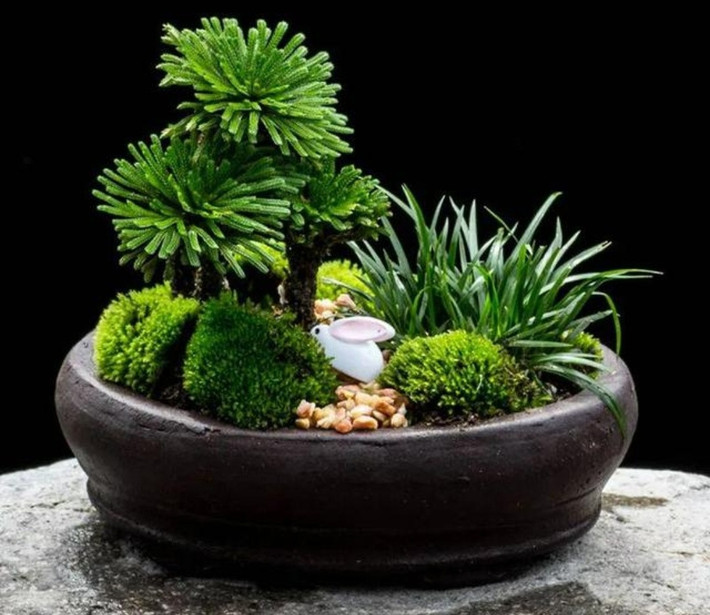 Trong một môi trường quá khô, cây sẽ co lại thành một quả bóng khô khốc. Khi mùa mưa đến, thân và lá sẽ lại nở ra và sống lại. Mặc dù cỏ phục sinh ngoan cường trong tự nhiên, nó vẫn có yêu cầu cao đối với môi trường sinh trưởng khi được đào trở lại để trồng trong chậu.