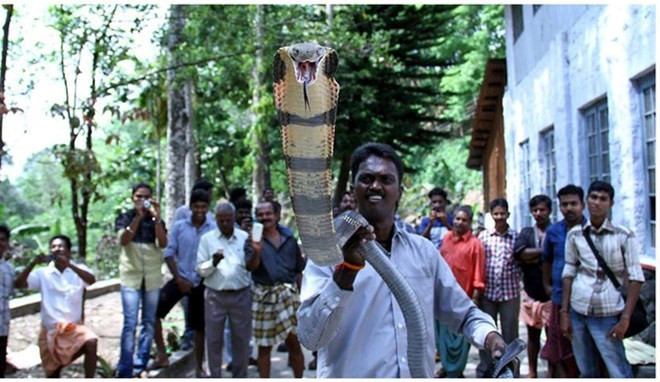 "Người rắn" Vava Suresh, 43 tuổi sống tại bang Kerala (Ấn Độ) là một người có niềm say mê đặc biệt với loài rắn. “Dị nhân” Ấn Độ sống giữa hàng vạn rắn chúa khổng lồ này là một nhà bảo tồn động vật hoang dã, đồng thời là một chuyên gia về rắn.