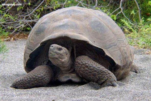 Loài rùa khổng lồ và quý hiếm ở quần đảo Galapagos (Thái Bình Dương) là loài sống thọ nhất, nó có thể sống trung bình tới 150 năm.