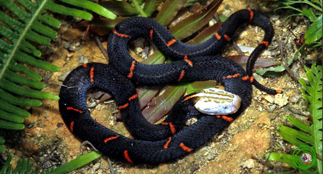 Rắn lục đầu bạc (Azemiops feae): Đâu cũng là loài rắn chứa chất độc mạnh. Loài này có kích cỡ trung bình, đầu hơi dẹp phân biệt rõ với cổ. Chiều dài cơ thể khoảng 80 cm. Chúng sống trên các vùng núi cao lên tới 1.000 m. Tại Việt Nam, rắn lục đầu bạc phân bố ở Cao Bằng, Vĩnh Phúc (Tam Đảo), Lạng Sơn.