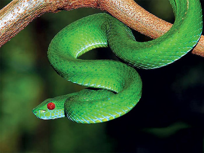 Rắn lục mắt đỏ Trimeresurus stejneger: Loài rắn độc này chậm chạp, lặng lẽ nhưng chỉ một cú đớp của loài rắn độc này cũng có thể giết chết bất cứ loài động vật nào lớn hơn nó gấp nhiều lần. Nọc độc của nó sẽ tấn công các tế bào trong cơ thể gây phù nề, hoại tử nếu không kịp chữa trị.