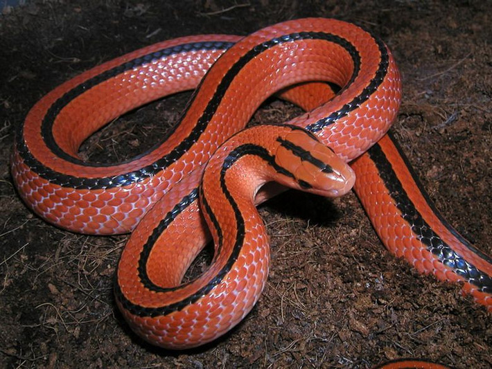 Rắn sọc đốm đỏ Oreocryptophis porphyraceus: Được xem như một trong những loài rắn có sắc màu rực rỡ nhất ở Việt Nam. Chính vẻ đẹp rực rỡ này đã khiến chúng bị săn đuổi ráo riết để buôn bán và nuôi làm cảnh. Hiện nay loài này đã được đưa vào sách đỏ Việt Nam.