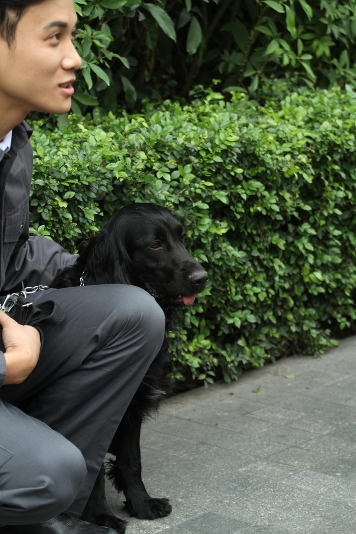 Bố trí ở khách sạn Melia, 3 chú chó nghiệp vụ (1 cocker, 2 malinois) sẽ trực tiếp làm nhiệm vụ trong thời thượng đỉnh Mỹ - Triều cùng với các huấn luyện viên của mình.
