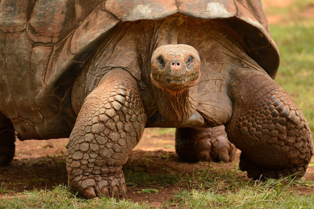 Rùa Galapagos có thể sống thoải mái trong vòng một năm không ăn uống bởi cơ thể nó được thích nghi để lưu trữ thực phẩm và nước.