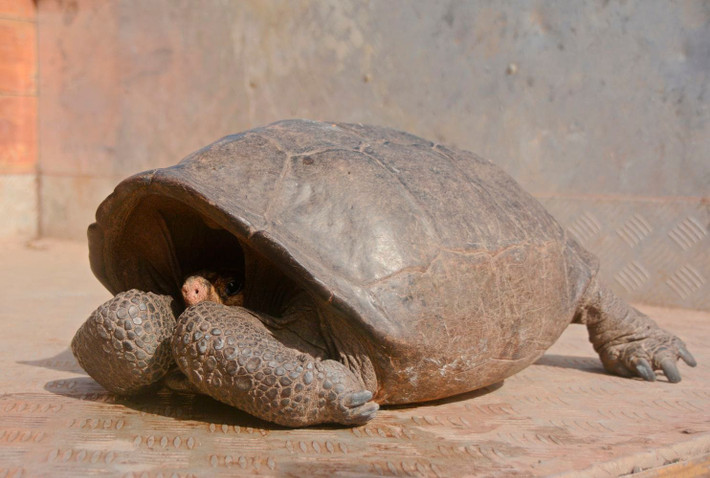 Theo các nhà khoa học, rùa Galapagos có tuổi thọ cao do nhờ khả năng di truyền đặc biệt cho phép chỉnh sửa các ADN khiếm khuyết.