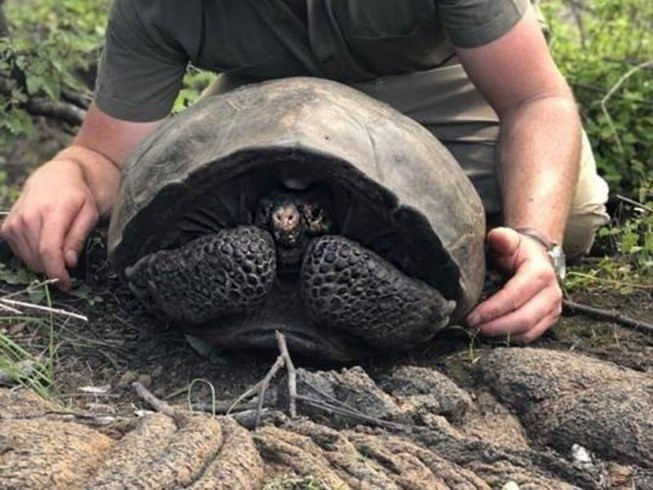 Trong một chuyến thám hiểm của kênh Hành tinh Động vật (Animal Planet) do nhà sinh vật học Forrest Galante dẫn đầu, một cụ rùa bị cho là tuyệt chủng trong 113 năm đã được phát hiện lại trên một hòn đảo núi lửa xa xôi ở quần đảo Galapagos thuộc nước Ecuador.