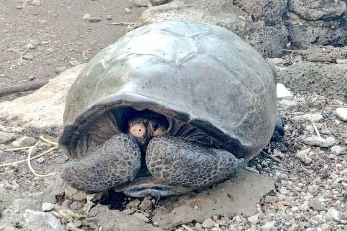 Rùa khổng lồ trên một hòn đảo không có người thuộc quần đảo núi lửa Galapagos ở Thái Bình Dương, nổi tiếng với hệ động thực vật độc đáo.