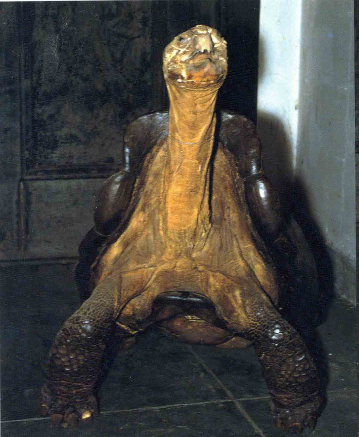 Trước đó ông rùa Lonesome George – thuộc giống rùa Galapagos khổng lồ quý hiếm khác được cho là cá thể cuối cùng của phân loài đảo Pinta chết tại Trung tâm Fausto Llerena vào năm 2012. Lonesome George đã không sống đến lúc tìm được bạn tình để nhân giống.