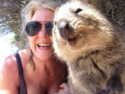 6. Quokka: Khuôn mặt lúc nào trông cũng như đang cười của chúng khiến Quokka được mệnh danh là "loài vật hạnh phúc nhất thế giới". Vì một lý do nào đó, chúng thường bị thu hút bởi máy ảnh và sẵn sàng selfie cùng khách du lịch mọi lúc mọi nơi. Có một luật bất thành văn là hãy đợi Quokka tự tiếp cận bạn chứ không được cố gắng sờ hay bắt chúng. Thực ra, chỉ cần nằm ngửa ra một chỗ, chúng cũng sẽ tự tìm ra để chơi với bạn thôi. Đây đúng là loài động vật thân thiện và đáng yêu nhất nhì thế giới. Nơi tìm ra Quokka: Australia. Ảnh: Nat Geo, Eccentric England travel and events.