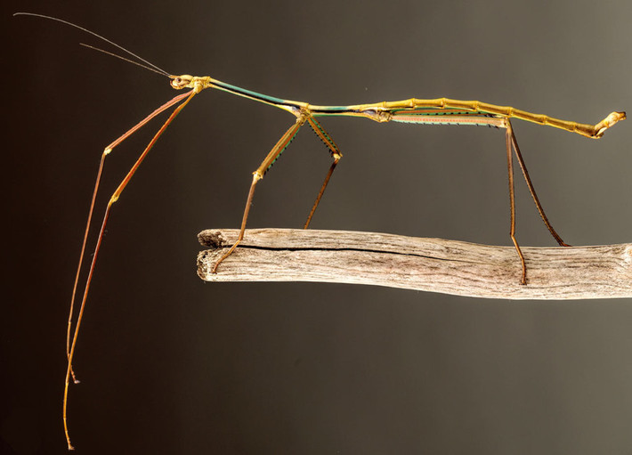 Bề ngoài của Bowtruckle khá giống với loài bọ que. Chúng là loài côn trùng mang thân hình của một cành cây. Do ngoại hình đặc biệt nên chúng rất dễ lẩn trốn mỗi khi gặp kẻ thù. Tại Việt Nam, các nhà khoa học từng phát hiện ra loài bọ que khổng lồ với kích thước 54 cm. Nơi tìm ra bọ que: Đông Nam Á, Nam Mỹ, Australia. Ảnh: Sci-News.