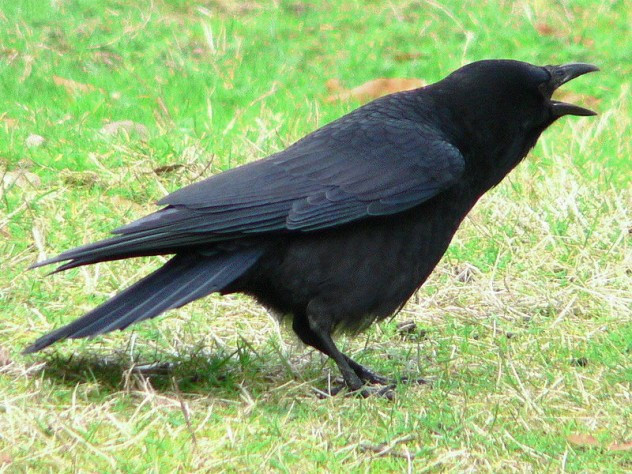 Songbird được hiểu là những loài chim thuộc nhánh Passeri trong Bộ sẻ, có cơ quan phát âm phát triển đến mức có thể tạo ra tiếng hót phức tạp và phong phú, trong đó có cả các loài quạ.