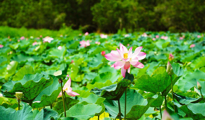 Vườn quốc gia Tràm Chim được chia làm 5 tiểu khu. Trong đó, A1 và A5 được cho hoạt động du lịch.