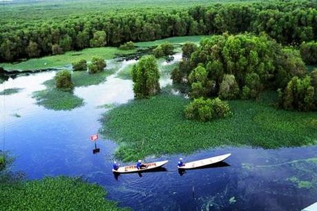 Những loài thực vật phát triển với mật độ cao đã thành những đồng cỏ đơn thuần, trong khi đó có những loài cùng phát triển chung với các loài thực vật khác đã tạo nên những quần xã hoặc hội đoàn thực vật tiêu biểu của vùng đất ngập nước.
